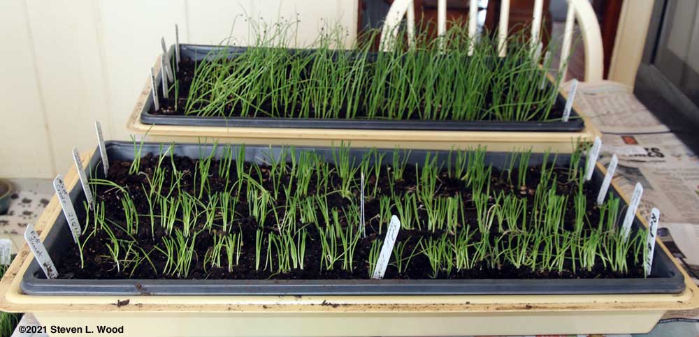 One tray trimmed