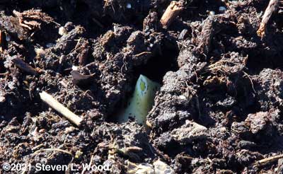 Garlic greening and emerging