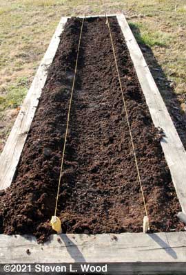 Preparing pea bed