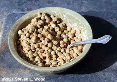 Treating seed with Captan fungicide