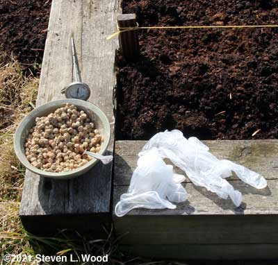 Treated seed and gloves