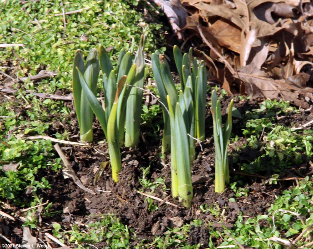 Daffodils up