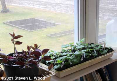 Geraniums in sunroom