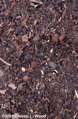 Peas breaking the soil surface