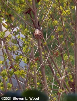 Praying mantis egg case hung in laural bush