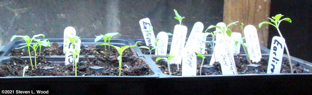 Earliest Red Sweet pepper and Earlirouge tomato starts