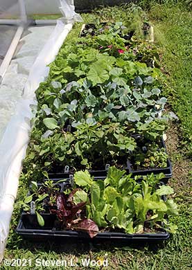 Cold frame plants after frost/freeze