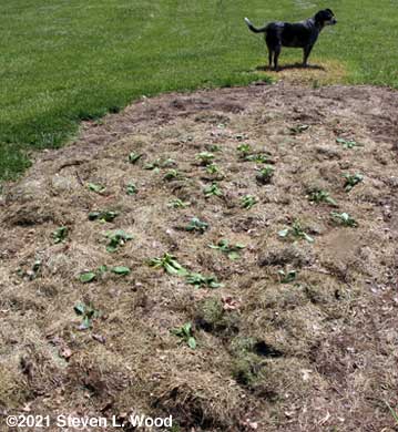Daisies and our dog, Petra