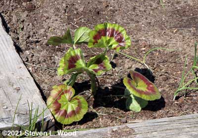 Geranium survives late frost
