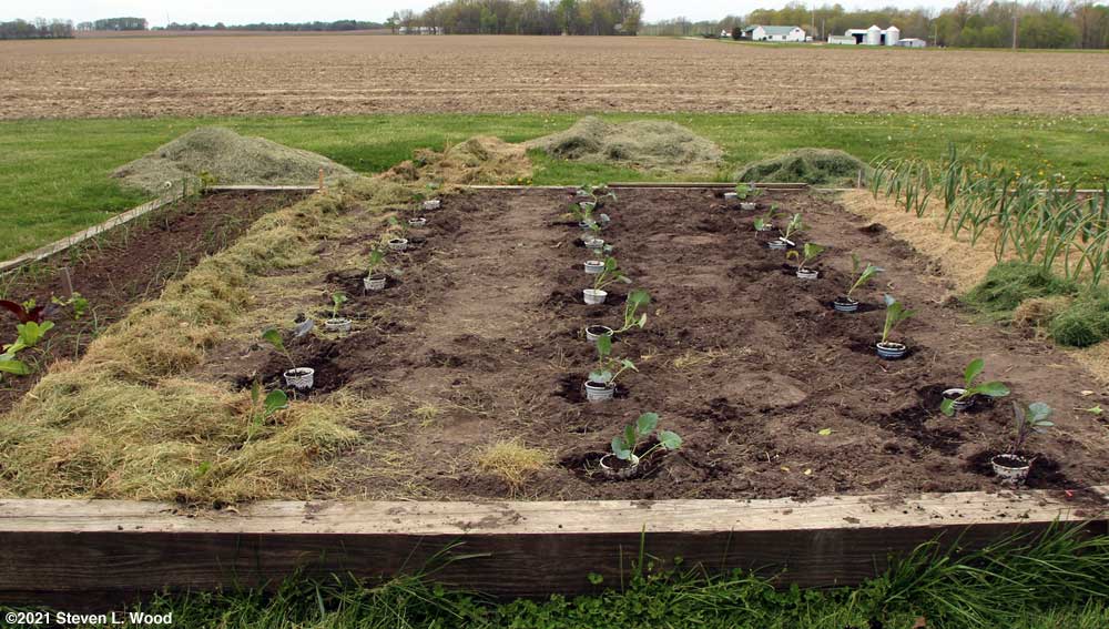 Three rows of brassicas in