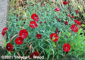 Red dianthus