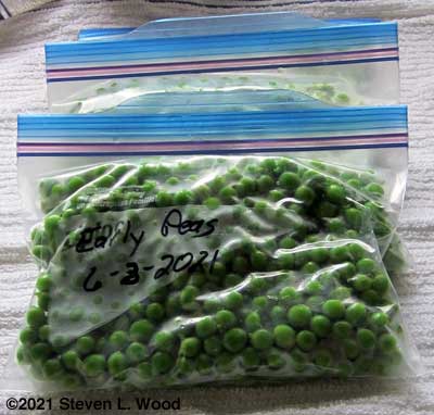 Peas bagged for freezing