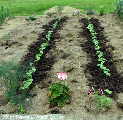 Bean rows scuffle hoed
