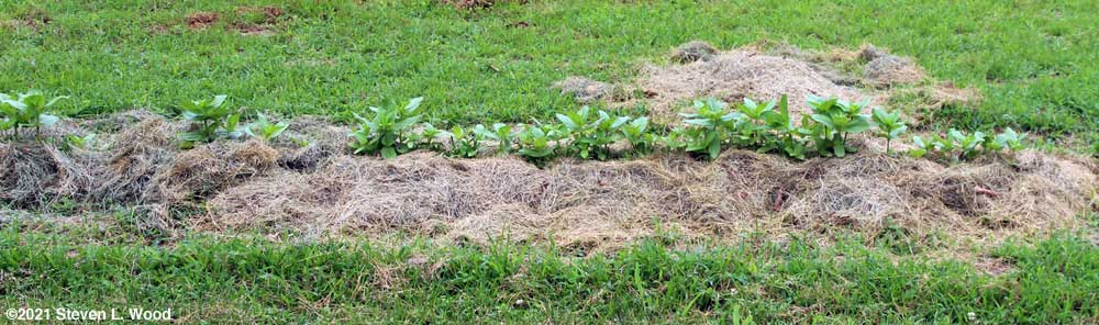 Some zinnias mulched