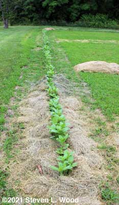 Lots more zinnias to mulch