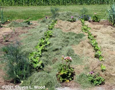 Green bean plants mulched with grass clippings