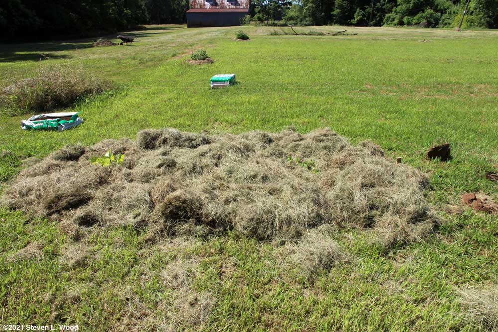 Squash and cantalouple transplanted with compost pile in background