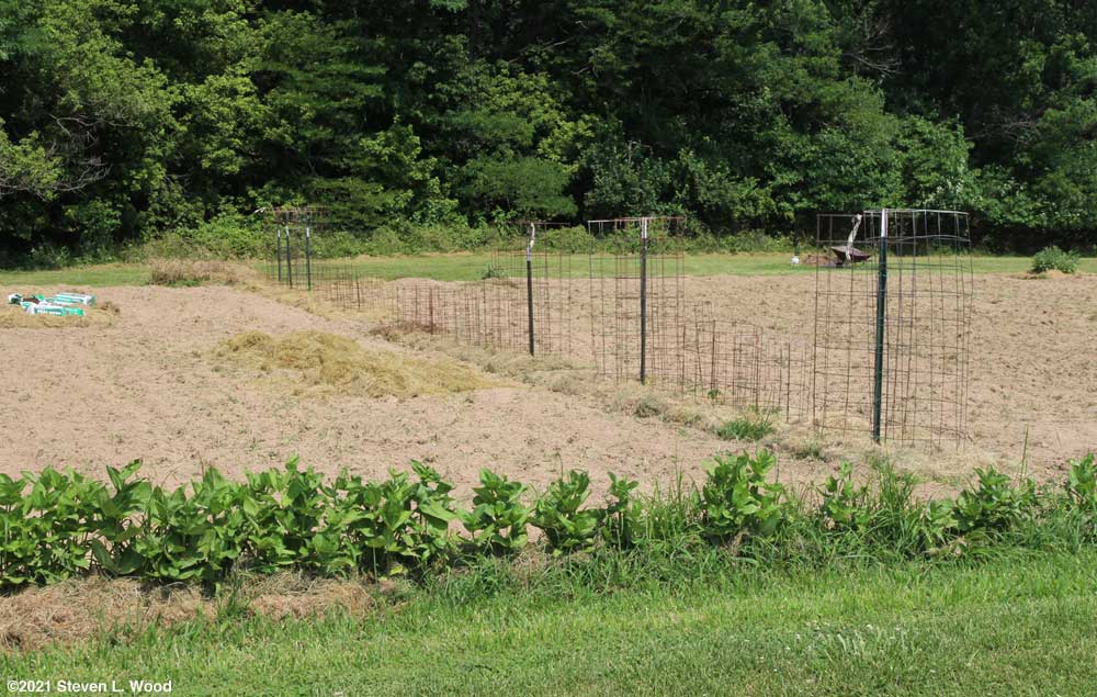 Tomato and paprika pepper row