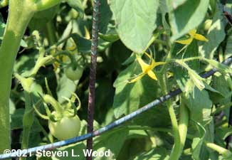 Tomato set and blossoms