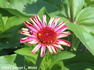Our first zinnia bloom of the season with a ladybug