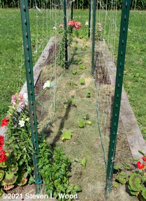 JLP cucumbers transplanted and mulched in