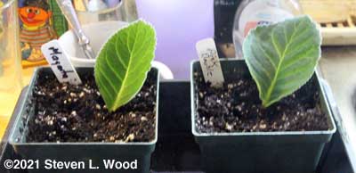 Gloxinia leaf cuttings started
