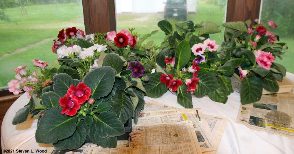 Dining room table covered with gloxinias in bloom
