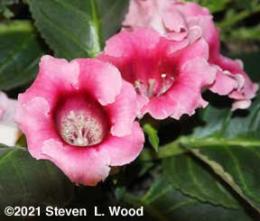 Pink gloxinia