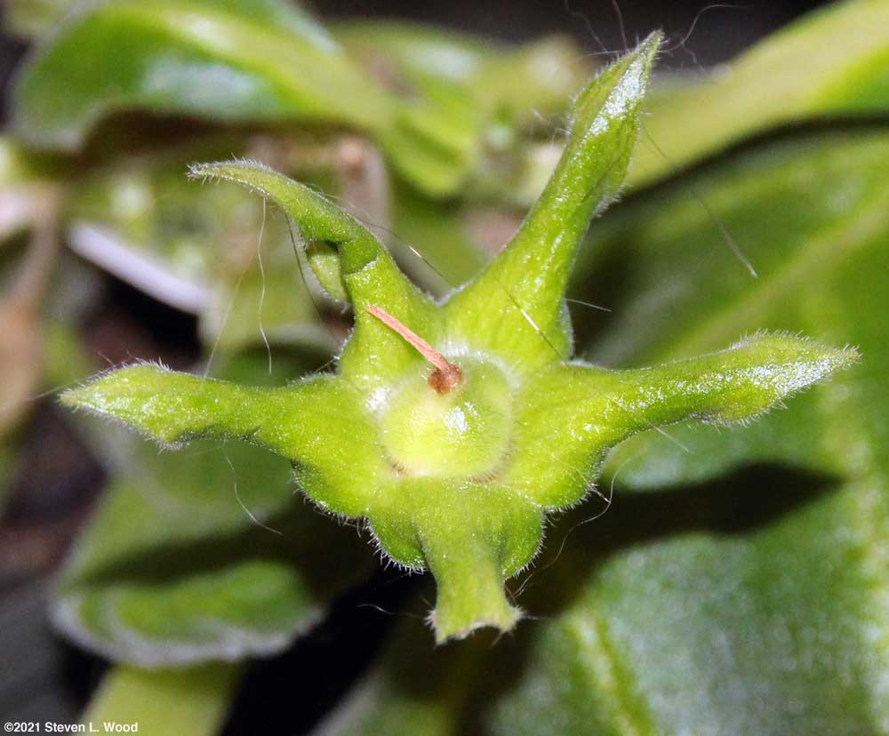 A maturing gloxinia seed pod