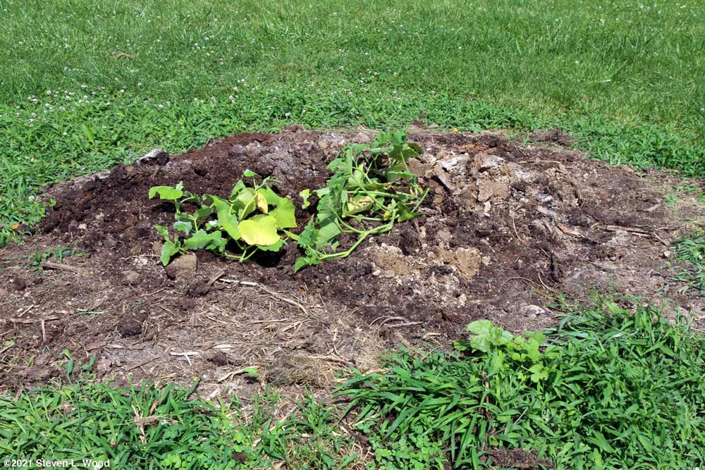 Butternut squash plants transplanted into old compost pile site