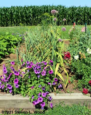 Garlic ready for harvest