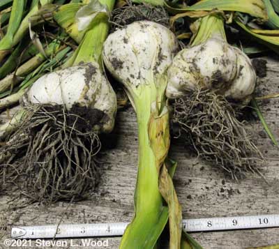 Large elephant garlic