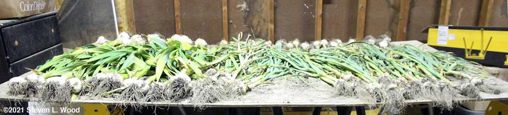 Garlic on drying table