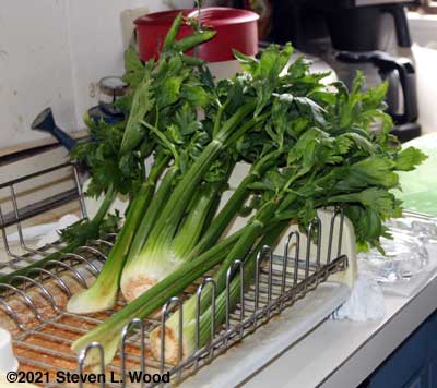 Celery