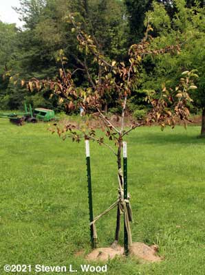 Dead or dying apple tree