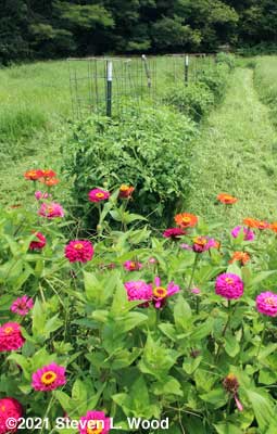 Zinnias and tomato and pepper row in our East Garden - August 1, 2021