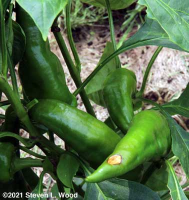 Paprika peppers