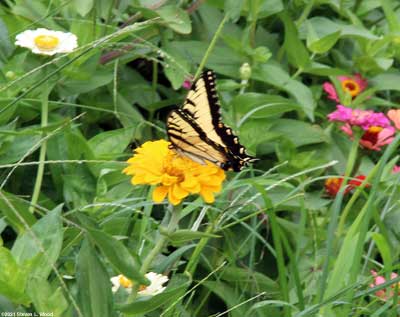 Tiger Swallowtail butterfly