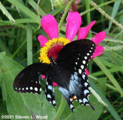 Spicebush Swallowtail
