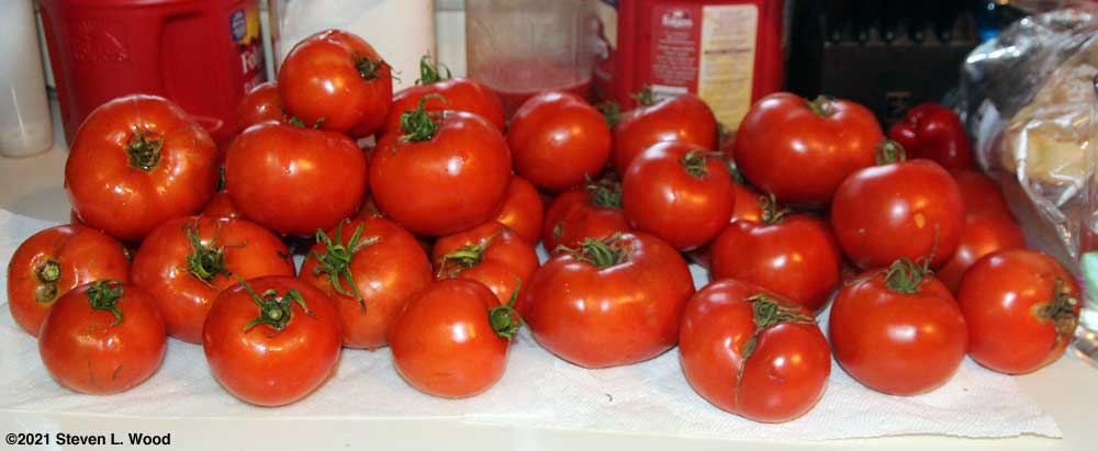 Earlirouge tomatoes