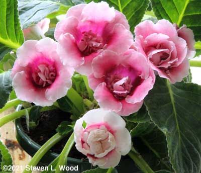 Pink double gloxinia