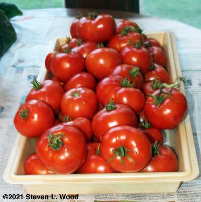 Earlirouge tomatoes in tray