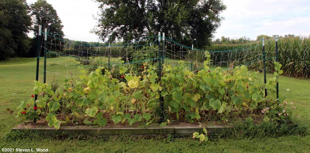 Sickly looking cucumber vines
