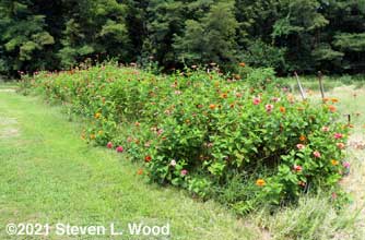 Zinnia row 2