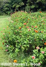 Zinnia row down the line