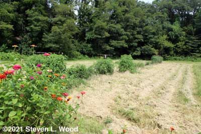 Tomato plants in East Garden