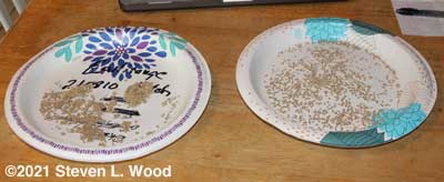 Separating tomato seeds