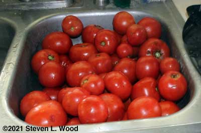 Some of the Earlirouge tomatoes picked