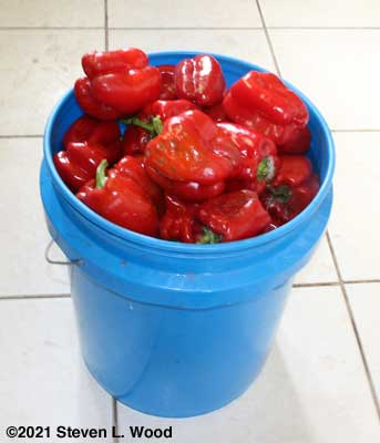 Bucket of Earliest Red Sweet Peppers
