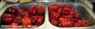 Peppers ready to be washed